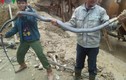 Hãi hùng cảnh vây bắt rắn hổ mang dài hơn 3m
