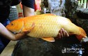 Cá chép vàng "khủng" sa bẫy cần thủ ở Nghệ An