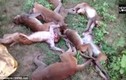 Hãi hùng tiếng hổ gầm, 12 con khỉ đột trụy tim chết tại chỗ
