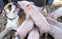 Chó từng bị bỏ rơi nhận "nuôi" 8 chú lợn và chuyện xúc động phía sau