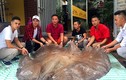 Sửng sốt "thủy quái" cá đuối nặng 216kg, dài 3,2m ở Việt Nam