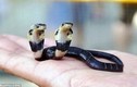 Kỳ bí rắn hổ mang 2 đầu "bất tử" ở Trung Quốc