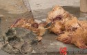 “Quái thú” bí ẩn hút khô máu hơn 200 con gà và vịt