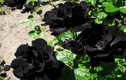 Kinh ngạc loài hoa hồng đen huyền bí “độc nhất vô nhị“