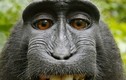 Chú khỉ là “Nhân vật của năm” thuộc giống khỉ gì?