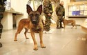 Hai chú chó bạc tỷ ở Nga khiến tội phạm khét tiếng run sợ