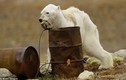 Rớt nước mắt gấu Bắc cực lảo đảo người tìm thức ăn