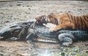 “Nữ hoàng hổ” sống 2 thập kỷ, giết chết cá sấu khổng lồ 