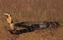Làm gì khi gặp phải rắn độc như hổ mang chúa 20kg?