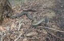 Hãi hùng con rắn có nọc độc cắn một nhát chết 100 người