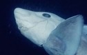 Quay được cá mập ma có "mắt thần" nhìn xuyên màn đêm