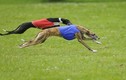 10 giống chó chạy nhanh nhất thế giới