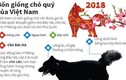 Infographic: Điều thú vị về 4 giống chó quý của Việt Nam