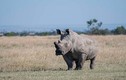 Tê giác trắng đực duy nhất trên Trái đất "lên mạng" tìm bạn tình