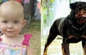 Bé 1 tuổi bị chó tấn công tử vong và bài học đau lòng