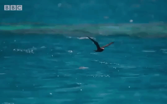 Kỳ lạ loài cá “bay” lên trời để tóm thịt chim