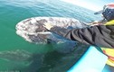 Bất ngờ với sự thật về làn da của loài cá voi xám