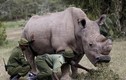 Nhen nhóm nỗ lực tái sinh loài tê giác trắng châu Phi