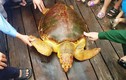 Rùa vàng ngư dân Hà Tĩnh vừa bắt được giá trị cỡ nào?