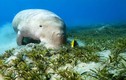 Sự thật về “nàng tiên cá” ở vùng biển Phú Quốc