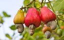 Cây lạ ở Việt Nam: Cây hột lộn ra ngoài, bọc lấy quả