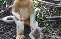 Cách trông con bá đạo của bà mẹ khỉ