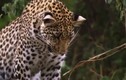 Video: Báo đốm leo cây liều bắt khỉ 
