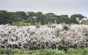 Rợn tóc gáy với khu rừng “mạng nhện” ở Anh 