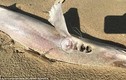 Bí ẩn 50 cá mập chết dạt vào bờ biển trong 1 ngày
