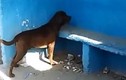 Kỳ lạ chú chó nhìn chăm chăm bức tường suốt 3 ngày