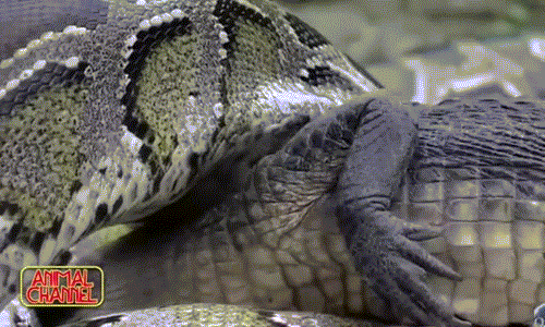 Kinh hoàng trăn Miến Điện nuốt chửng cá sấu siêu nhanh
