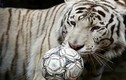 Thích thú cảnh động vật sở thú Nga chơi bóng mừng World Cup 2018