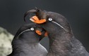 Loài chim có thể tự tạo mùi nước hoa riêng “thơm nức mũi“