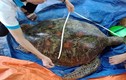 Tiết lộ thú vị về giống rùa biển vừa mắc lưới ngư dân Quảng Nam