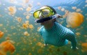 Thích thú bơi cùng hàng triệu con sứa không nọc độc