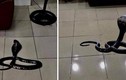 Hú vía rắn hổ mang xuất hiện trong nhà Giám đốc bệnh viện ở Hà Nội
