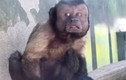 Chú khỉ có gương mặt người đàn ông khổ đau gây kinh ngạc