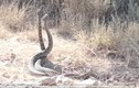 Cận cảnh "vũ điệu giao phối" của rắn đuôi chuông