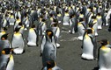 Chim cánh cụt vua lớn nhất thế giới sụt giảm nghiêm trọng