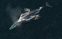 Chân dung 10 loài cá voi dài nhất hành tinh