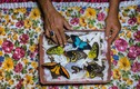 Khám phá ít biết về người săn bướm bí ẩn ở Indonesia