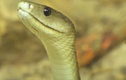 Những loài rắn độc nhất hành tinh, đoạt mạng với một nhát cắn