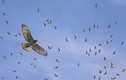 Kinh hoàng 13.000 con chim “hung thần” xuất hiện ở Mỹ