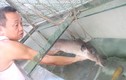 Cá chình khủng dính lưới ngư dân sông Lam