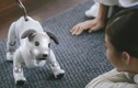 Liệu robot chó mèo có thể thay thế thú cưng thật sự?