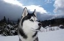 Đặc điểm thú vị của giống chó Husky ít ai hay