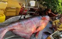 Những "thủy quái khổng lồ" bị bắt ở sông Mê Kông đưa về VN