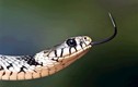 Vì sao lưỡi rắn lại chẻ đôi?