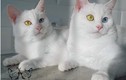 Cặp mèo “đẹp nhất thế giới” gây mê hoặc với mắt tạp sắc