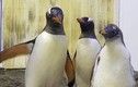 Cặp chim cánh cụt đồng tính có con gái